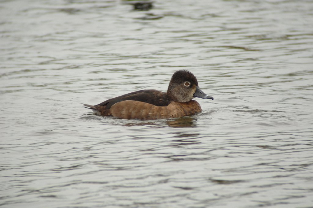 Duck, Ring-necked, 2010-01318292 St. Petersburg, FL.JPG - Ring-necked Duck. A lake on Pinellas Bayway S. and W. Shores Blvd, St. Petersburg, FL, 1-31-2010